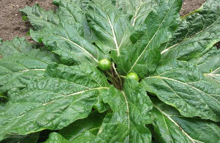 mandragora spinaci stramonio 11 persone intossicate campania