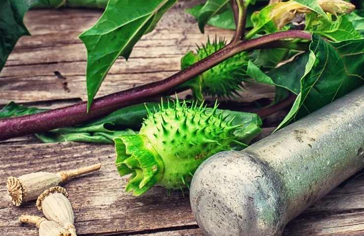 mandragora spinaci stramonio 11 persone intossicate campania