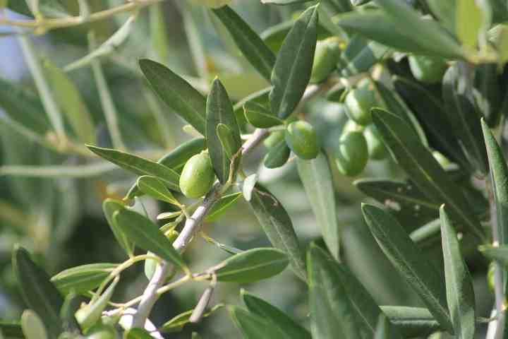 ulivo benefici e coltura in vaso