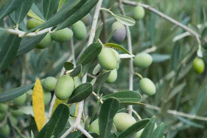 ulivo benefici e coltura in vaso