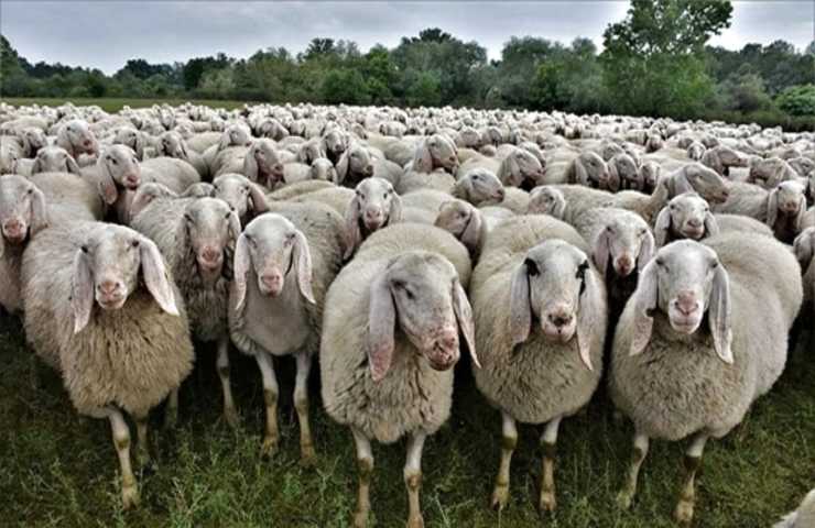 Pecore gregge foto
