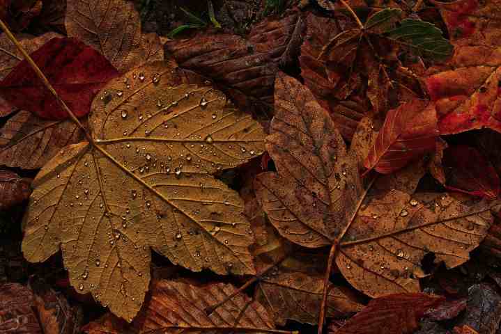 rigenerarsi grazie all'autunno