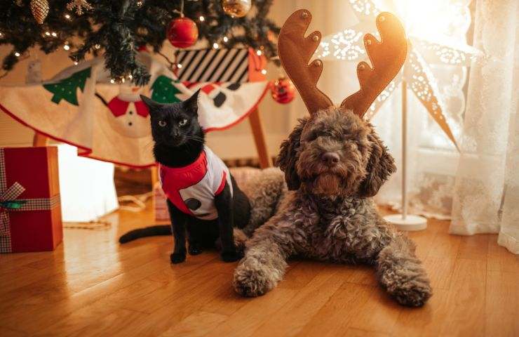 Animali domestici Natale 