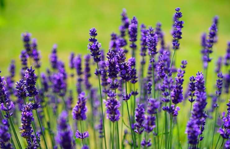 acqua di lavanda in casa