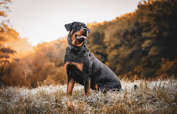 morta sbranata cani